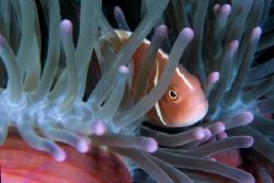 "Curious"
The nosestripe clownfish was darting in and ou... by Brian Welman 